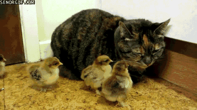 cat,cute,chicks,intimidation