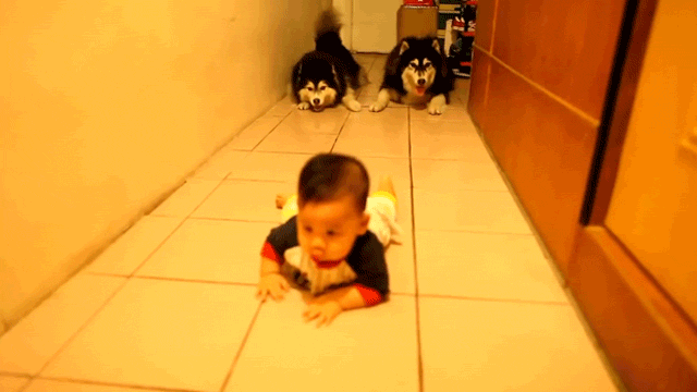 doggy,crawling,baby,which,cuter