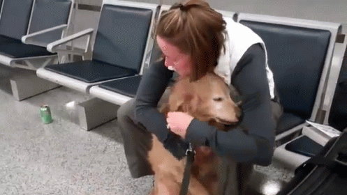 dog,crying,reunion,solider
