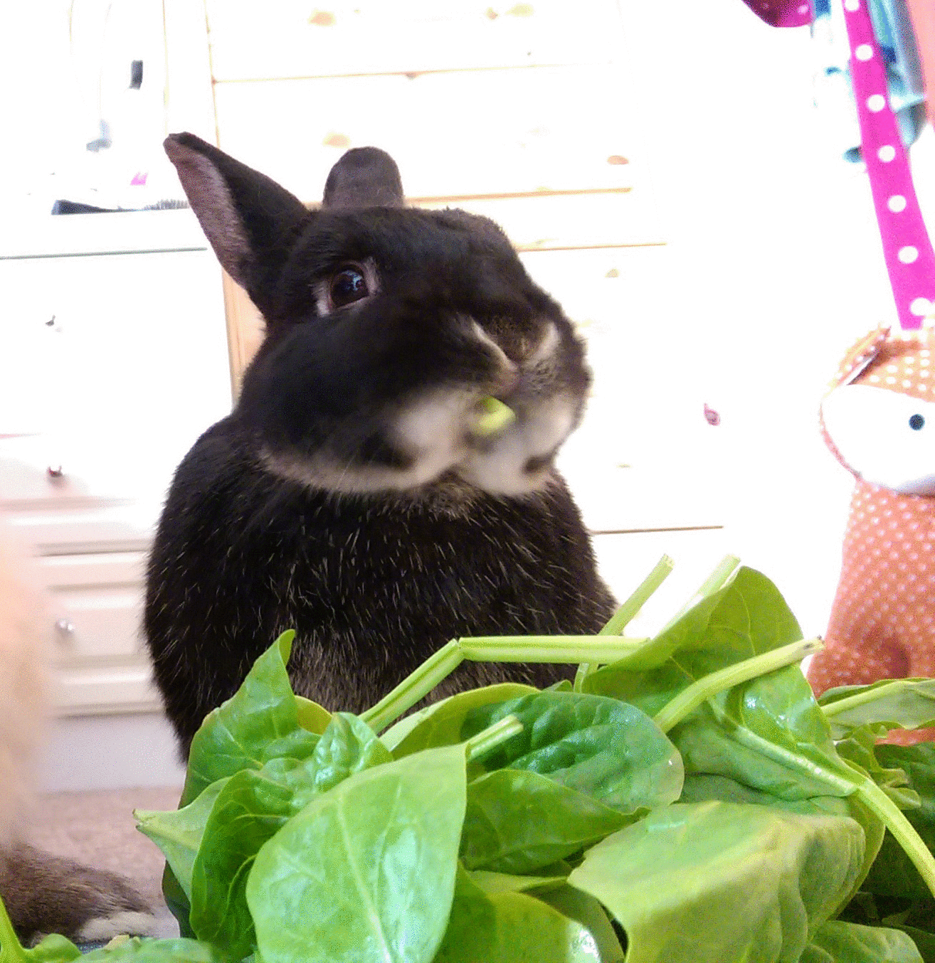 Кролик Бонзо. Кролик ест капусту. Кролик жует. Кролик с капустой. Кроликам можно мандарин