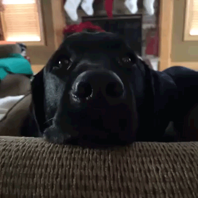dog,eyes,shocked,googly eyes