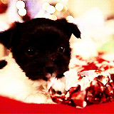 wrapping paper,christmas animals,dog,animals,christmas,puppy,playing,toxic mv