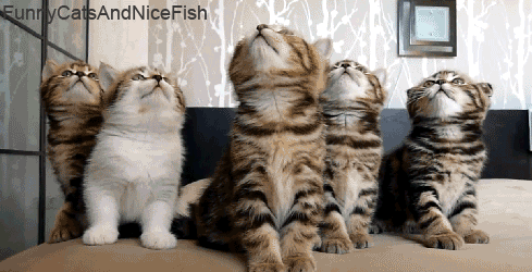 cute kittens,cat,kitten,kittens