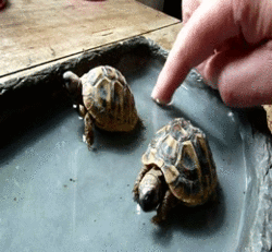fun,baby,turtles,tortoise,tortoises