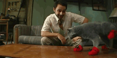 charlie kelly,charlie day,cat,kitty,its always sunny,the raven