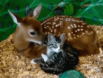 cat,deer,animal friendship