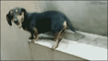 dachshund,backward,dog,walks