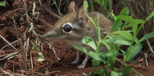 elephant shrew,animal,adorable,furry,fuzzy,rodent,cutie patootie,cool animals