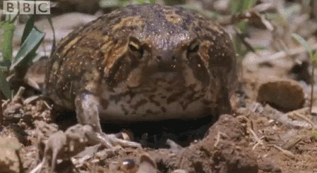 frog,science,eating,ants