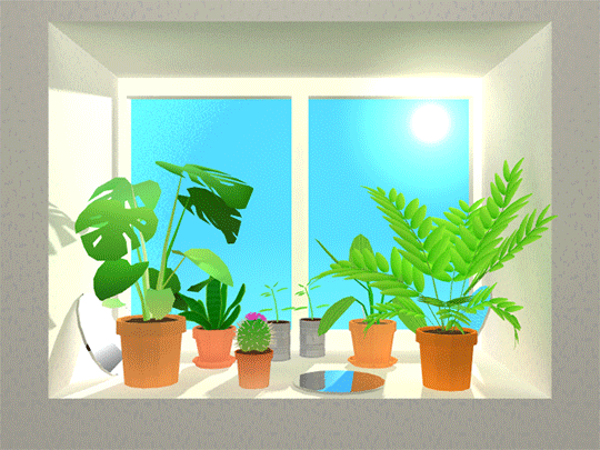 plants,window,still life,house plants