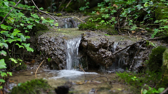 forest,perfect loop,trees,stream,water,nature,cinemagraph,cinemagraphs,flow,living stills