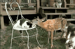 deer,cat