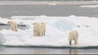 global warming,ice,yikes,damn,global,polar bears,warming