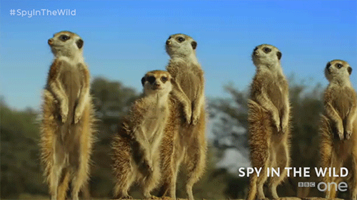 cute,animals,animal,bbc,bbc one,bbc1,spy in the wild