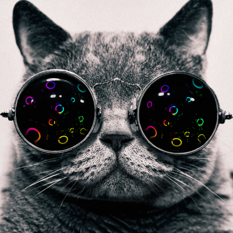 goggles,cat,motion graphics,russian blue,i like cats,hypno cat,pat myself on the back,tough day,enminem,kevin coakley,mike mo capaldi,manobras,myphoto