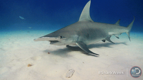hammerhead shark,what,shark,excuse me,shark week,blank stare