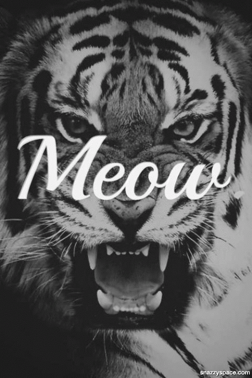 tiger,black and white,meow