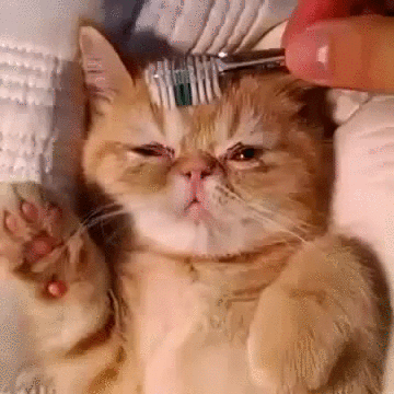 brush,cats,brushy