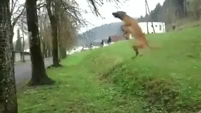 dog,tree,jumps,branch