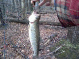 fishing,pictures,free,fish,get,offer,send,sunfish,spinners