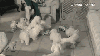maltese,funny,cute,dog,animals,excited,epic,crowd,playing,begging,vivienne