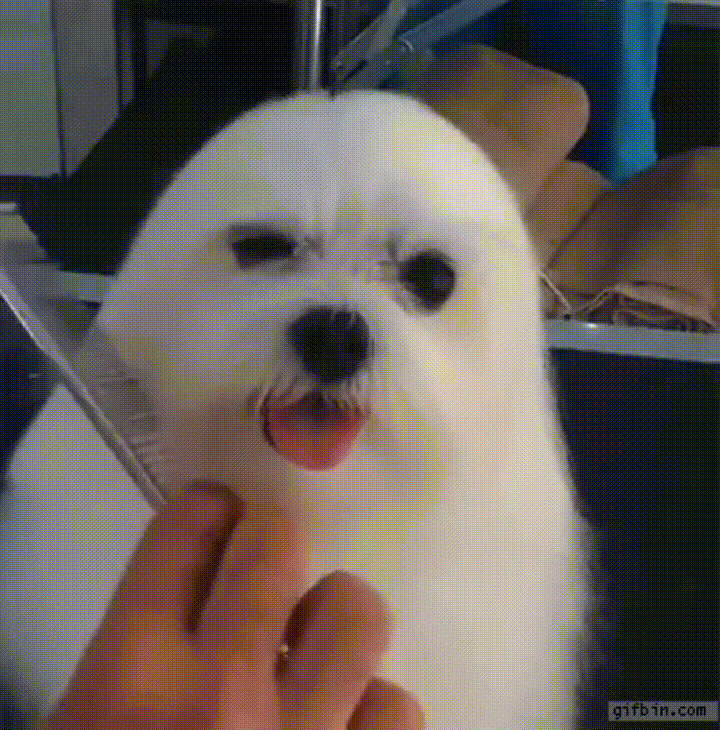 Cute white grooming GIF.