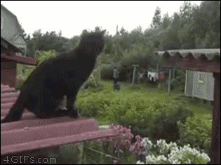 cat,fail,jump,slips