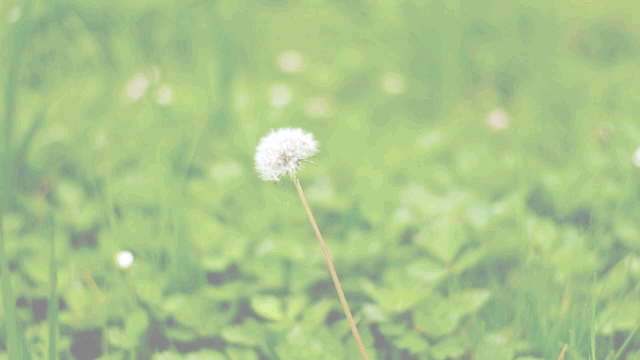 nature,cinemagraph,flower