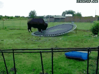 fail,trampoline,buffalo,hot bitches