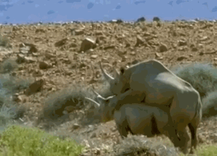 Природа nsfw носорог гифка.