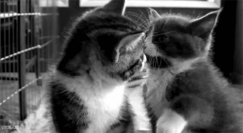 cat,black and white,kittens,mois