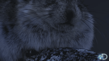 pika,cute,television,animals,video,nature,weird,animal,night,creepy,adorable,entertainment,watch,watching,documentary,tv series,natural,discovery,discovery channel,awwww,north america,nighttime,television series