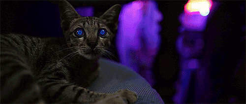 cat,kitty,technology,future,sci fi,bangkok,cat eyes