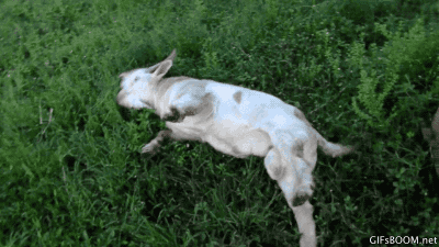Fainting animals goat GIF.