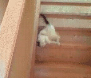Лестница для кота. Кот сползает по лестнице. Кот спускается с лестницы гифка. Коты на лестнице.