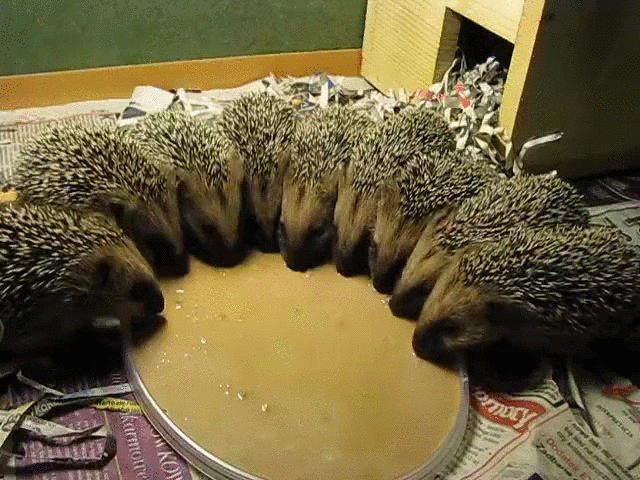 hedgehogs,circle