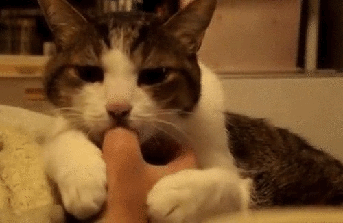 sucking,cat,thumb
