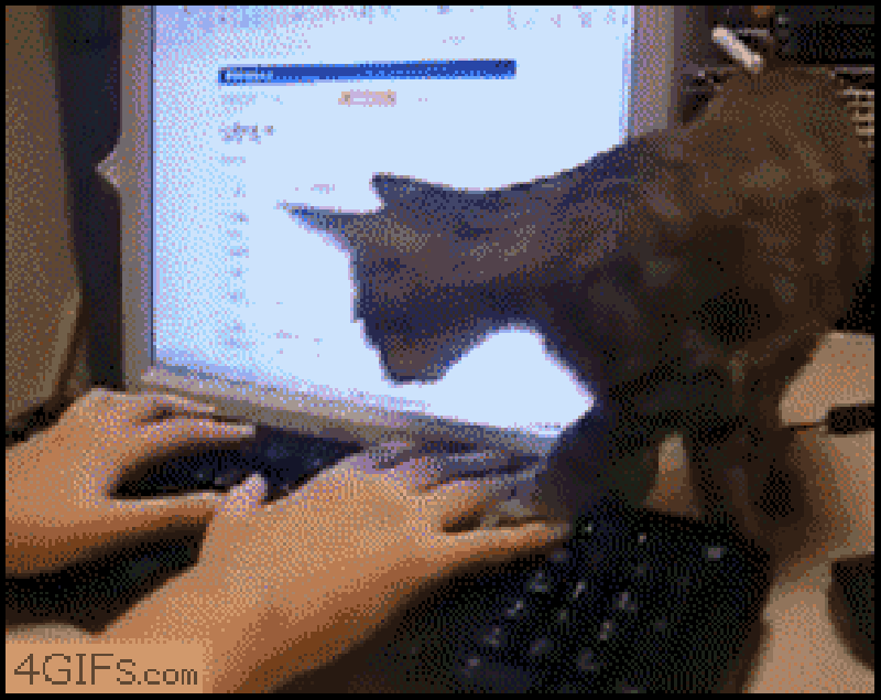 View gif. Смешные гифки за компьютером. Кот и компьютер gif. Кот с компьютером гиф. Кот за компом gif.