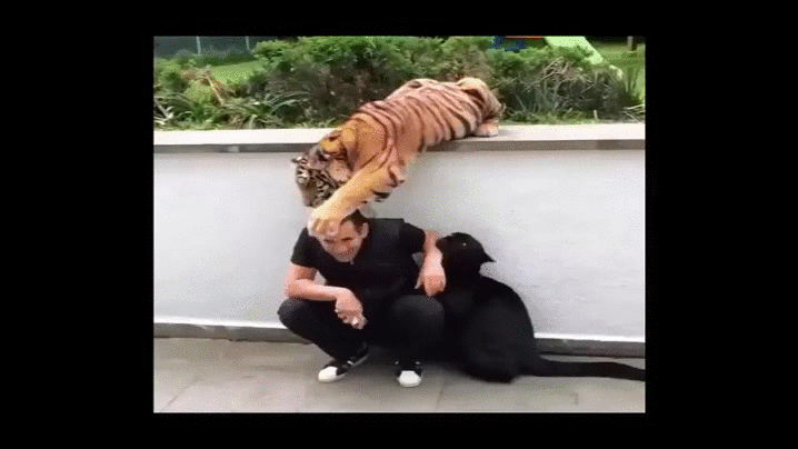 tiger,panther,petting