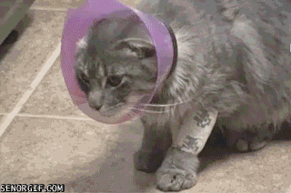 cone of shame,funny,cat,cans,cones