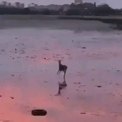 jumping,deer,happy