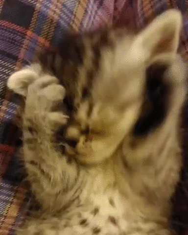 kitten,clean,cute