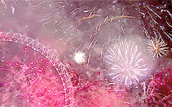 fireworks,firework,eye,ben,united,kingdom,hamster priest