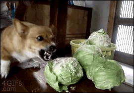 dog,corgi,cabbage,attack,angry