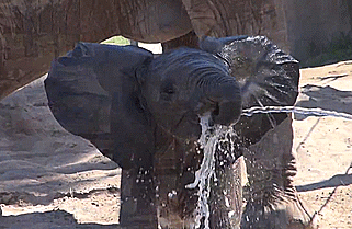 Слон пьющий воду. Слон пьет воду. Слоник моется. Слоненок пьет воду. Слонёнок обливается.