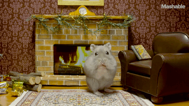 christmas,holiday,holidays,hamster,fireplace