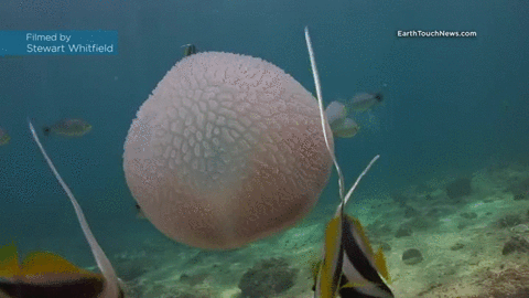 jellyfish,hiding,predators
