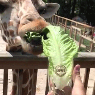 zoo,got,park,giraffe,feed,promos
