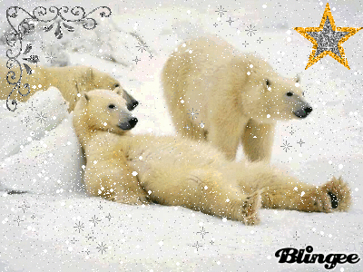 lazy,polar bear