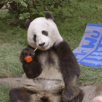 animals,birthday,eating,panda,san diego zoo